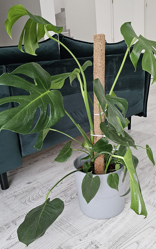 Monstera 1_cz--cs-CZ